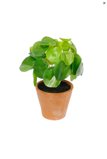 Chinese Money Plant Potted - 21cm Faux Plant at online8 furniture store Auckland