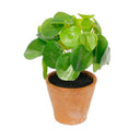 Chinese Money Plant Potted 21cm at online8 furniture store Auckland