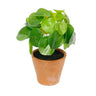 Chinese Money Plant Potted 21cm at online8 furniture store Auckland