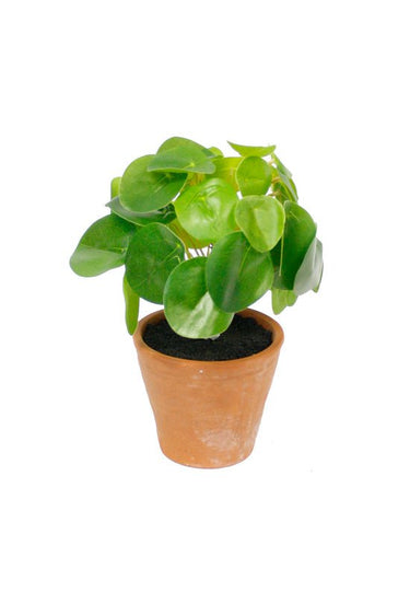 Chinese Money Plant Potted 21cm at online8 furniture store Auckland