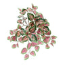 Coleus Bush at online8 furniture store Auckland