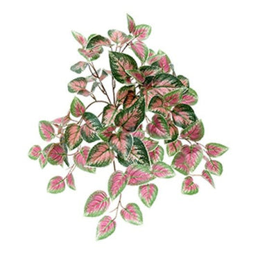 Coleus Bush at Online8 Furniture Auckland NZ