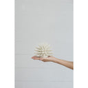 Coral at online8 furniture store Auckland