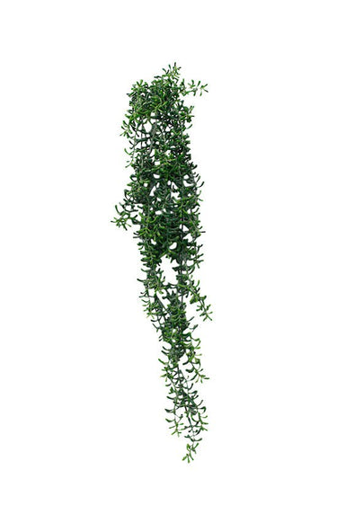 Cresent Hanging Succulent 74cm at online8 furniture store Auckland