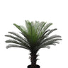 Cycas Palm Tree Potted 90cm at online8 furniture store Auckland