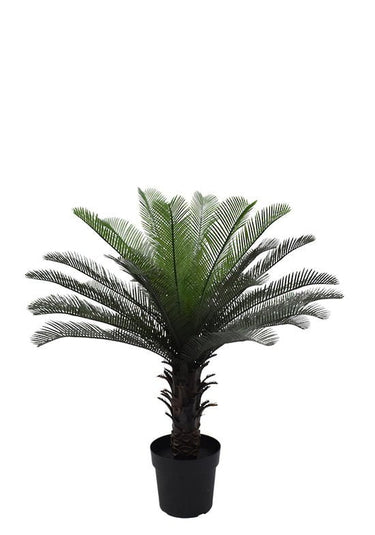Cycas Palm Tree Potted 90cm at online8 furniture store Auckland