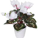Cyclamen in White Pot at online8 furniture store Auckland