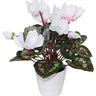 Cyclamen in White Pot at online8 furniture store Auckland
