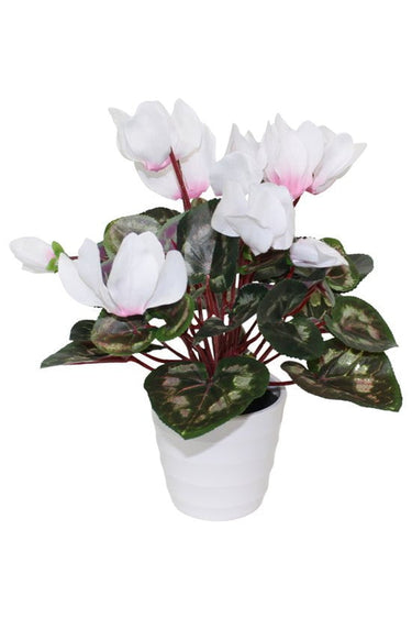 Cyclamen in White Pot at online8 furniture store Auckland