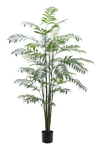 Delux Bamboo Palm Potted 1.8M at online8 furniture store Auckland