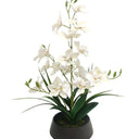 Dendrobium Nobile Orchid in Black Pot - 44CM at online8 furniture store Auckland