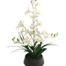 Dendrobium Nobile Orchid in Black Pot - 44CM at online8 furniture store Auckland