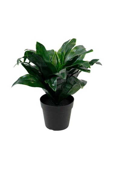Dracaena Compacta Potted Faux Plant at online8 furniture store Auckland