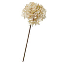 Dried-Look Hydrangea Cream at online8 furniture store Auckland
