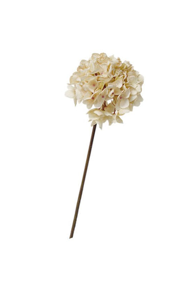Dried-Look Hydrangea Cream at online8 furniture store Auckland