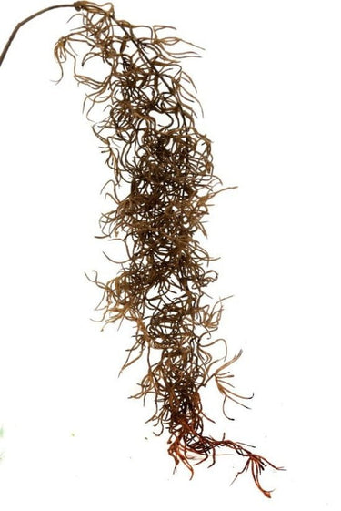 Dried Spanish Moss - Dark Brown at online8 furniture store Auckland