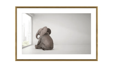 Elephant Day Dreams Print in Glass at online8 furniture store Auckland