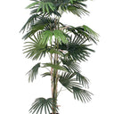 Fan Palm Potted 1.5m at online8 furniture store Auckland