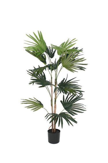Fan Palm Potted 91cm at online8 furniture store Auckland