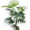 Fan Palm Potted 91cm at online8 furniture store Auckland