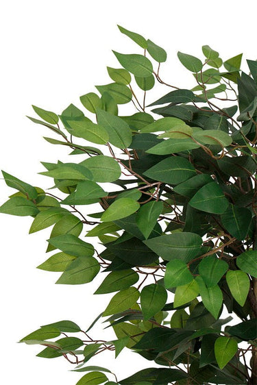 Ficus Tree Potted 120cm at online8 furniture store Auckland