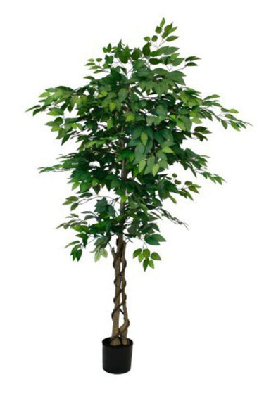 Ficus Tree Potted 180cm at online8 furniture store Auckland