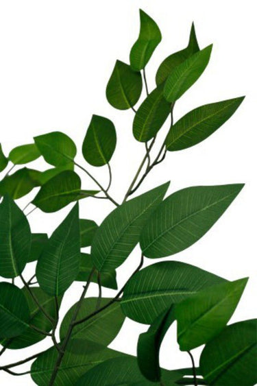 Ficus Tree Potted 180cm at online8 furniture store Auckland