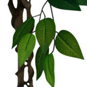Ficus Tree Potted 180cm at online8 furniture store Auckland
