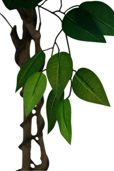 Ficus Tree Potted 180cm at online8 furniture store Auckland