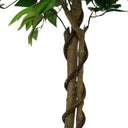 Ficus Tree Potted 180cm at online8 furniture store Auckland