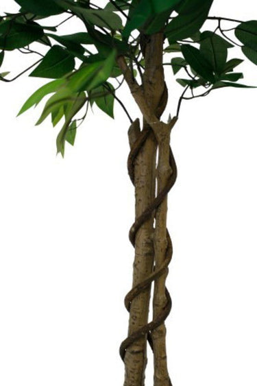 Ficus Tree Potted 180cm at online8 furniture store Auckland
