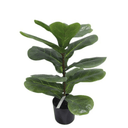 Fiddle Leaf Plant Potted - 56cm Faux Plant at online8 furniture store Auckland