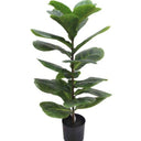 Fiddle Leaf Plant Potted 71cm at Online8 Furniture Auckland NZ