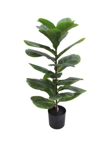 Fiddle Leaf Plant Potted 71cm at online8 furniture store Auckland