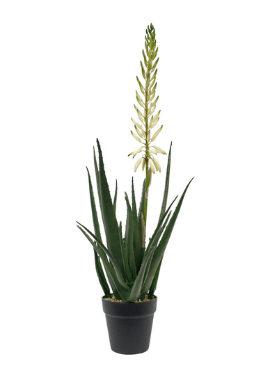 Flowering Aloe Vera Potted Faux Plant at online8 furniture store Auckland