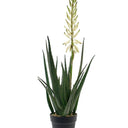 Flowering Aloe Vera Potted at online8 furniture store Auckland