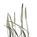 Fountain Grass Potted 1m at Online8 Furniture Auckland NZ