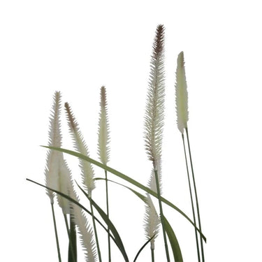Fountain Grass Potted 1m at online8 furniture store Auckland