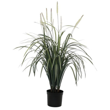 Fountain Grass Potted 1m at online8 furniture store Auckland