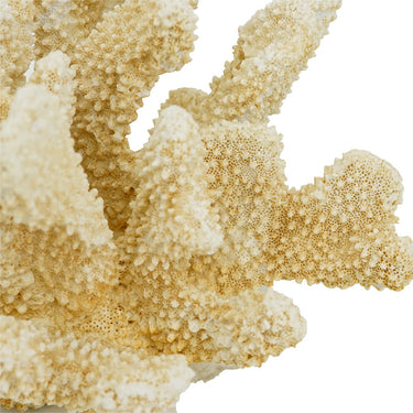 Fox Coral - Natural at online8 furniture store Auckland
