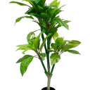 Frangipani Tree Potted 150cm at online8 furniture store Auckland