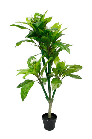 Frangipani Tree Potted 150cm at online8 furniture store Auckland