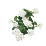 Geranium Faux Bush White at online8 furniture store Auckland