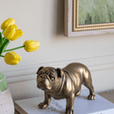 Gold Bulldog - Statue at online8 furniture store Auckland