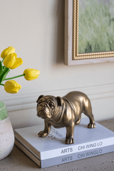 Gold Bulldog - Statue at online8 furniture store Auckland