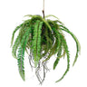 Hanging Fern Ball at online8 furniture store Auckland