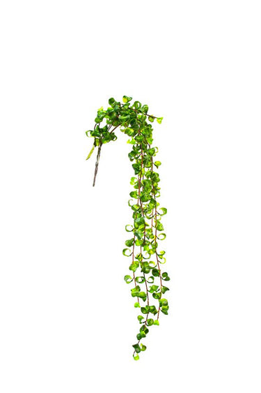 Hanging Shell Plant 90cm at online8 furniture store Auckland