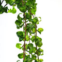 Hanging Shell Plant 90cm at online8 furniture store Auckland
