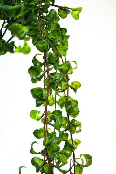 Hanging Shell Plant 90cm at online8 furniture store Auckland