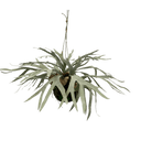 Hanging Staghorn Ball at online8 furniture store Auckland